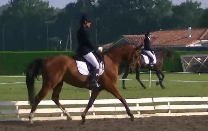 Dressage Unicol'or