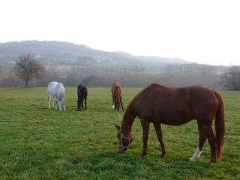 De l'herbe en décembre !