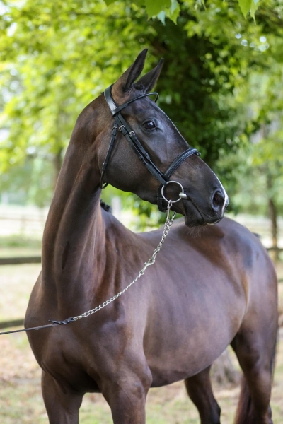 MALICE D'AGENAIS